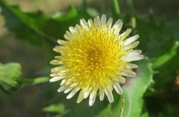 Sonchus oleraceus flower, common sowthistle in Florida wild,  closeup
