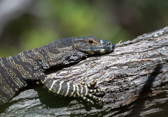 Monitor lizard, Australia