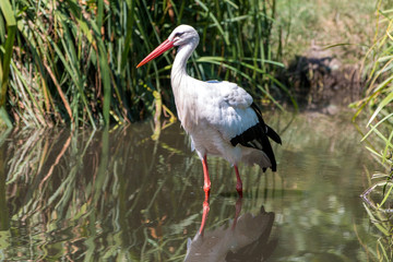 Fototapeta premium White stork (Weißstorch, Ciconia ciconia, Klapperstorch)
