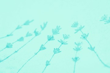 Pale mint background with lavender flowers pattern