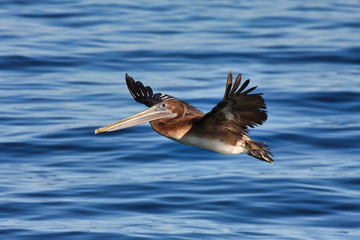 Pelican flying over the ocean.