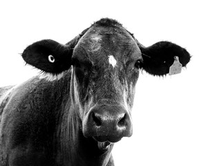 Black and white photo of a cow, Hunter Valley Australia	
