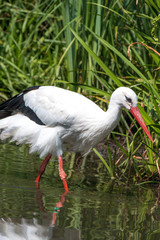 Fototapeta na wymiar White stork (Weißstorch, Ciconia ciconia, Klapperstorch)