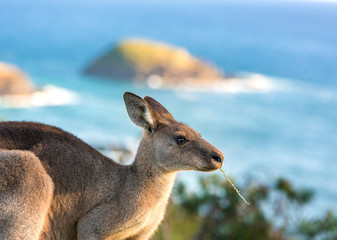 Kangaroo by the sea, South West Rocks Australia