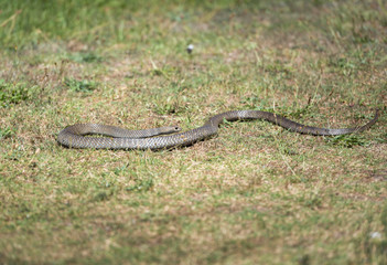 Eastern brown snake, Australia
