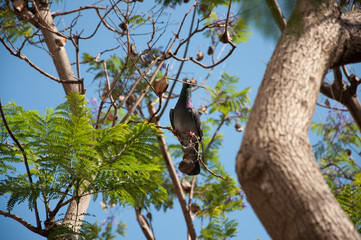 Dove on a branch. Dove and spring. Dove with a twig in its beak.