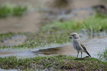 Puna ground tyrant Muscisaxicola juninensis in a meadow.