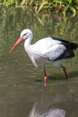 White stork (Weißstorch, Ciconia ciconia, Klapperstorch)