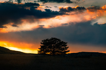 Fototapeta na wymiar Lone tree against fantastic sunset clouds
