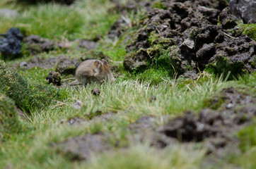 Bolivian big-eared mouse Auliscomys boliviensis grazing in a meadow.