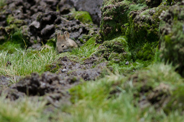 Bolivian big-eared mouse Auliscomys boliviensis grazing in a meadow.