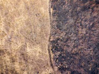Forest after the fire. Aerial drone view.
