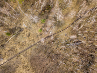 Rare trees in a deciduous forest near a dirt road in early spring. Aerial drone view.
