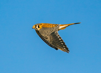 Kestrel Side View Wings Down