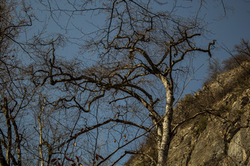 tree at the bottom of the cliff