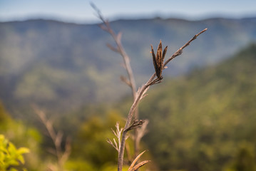 grass on a background of blue sky