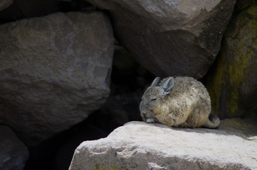 Southern viscacha Lagidium viscacia on a rock.