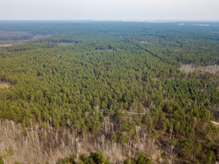 Coniferous pine forest in early spring. Aerial drone view.