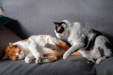 gato blanco y marron duerme sobre un sofa. Gato blanco y negro busca sitio para dormir junto a el
