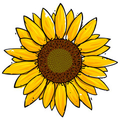 Vector illustration of a yellow sunflower isolated on white. Can represent autumn, blooming, flowers, agriculture, food, nature, blossoming, a kitchen, a floral design, summer, beauty, petals, botany 