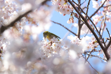 桜とメジロ