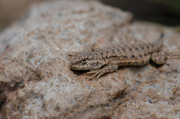 Iguanian lizard Liolaemus sp. in Lauca National Park.