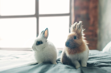 group of Beauty Cute sweet Little Easter Bunny rabbits baby in variety colors black brown and white...