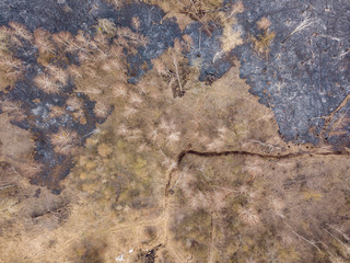 Forest after the fire. Aerial drone view.