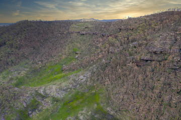 Forest regeneration after the severe bush fires in The Blue Mountains in Australia