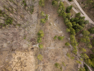 Rare trees in a deciduous forest near a dirt road in early spring. Aerial drone view.