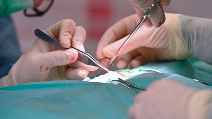 Veterinarian team operating a cat. Surgeon sewing tissues. Sterilization of a cat close-up. Abdominal surgery. Medical, forceps .