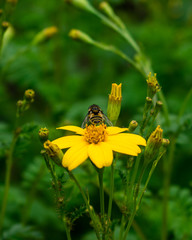 Bee on yellow flower with green background.
