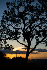 Fototapeta na wymiar Tree silhouette with a sunset with various background colors.