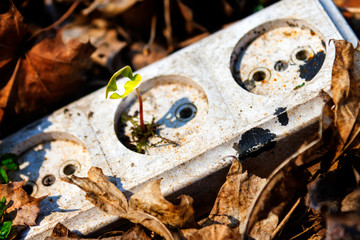 A green plant grew from an old outlet that was thrown into the ground in a park. Earth pollution concept, plastics processing