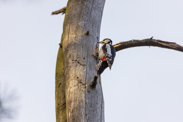 Woodpecker on a trunk of a dried tree.