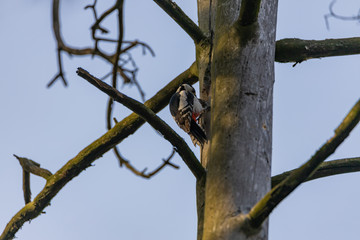 Woodpecker on a trunk of a dried tree.