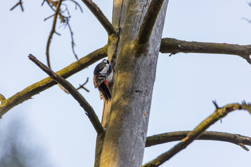 Woodpecker on a trunk of a dried tree.