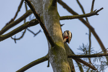 Woodpecker on a trunk of a dried tree.