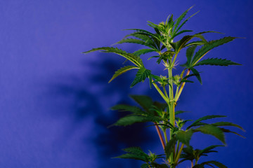 Cannabis plant on classic blue background. Harvesting marijuana. Weed minimalism banner. 