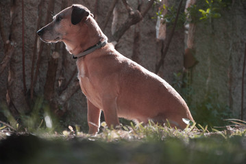 dog in park