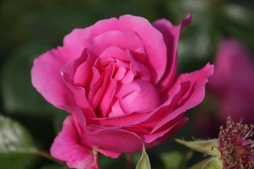 Pink Flower Close Macro