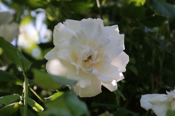White Flower Close Macro