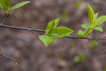 Insect on a green leaf of a tree in early spring. Detailed macro view.
