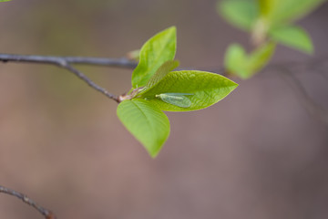 Insect on a green leaf of a tree in early spring. Detailed macro view.
