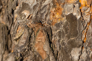 Forest ant runs along the pine bark. Detailed macro view.