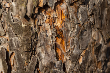 Forest ant runs along the pine bark. Detailed macro view.