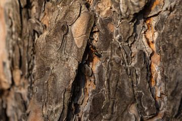 Forest ant runs along the pine bark. Detailed macro view.