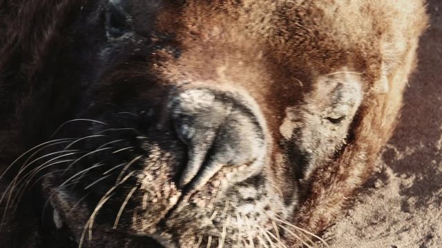 Close-up of the face of a male adult sea lion sleeping  under the sun. 4k