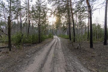 Dirt road in the forest in early spring.