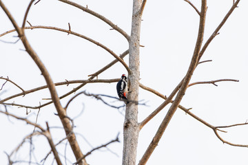 Woodpecker on a trunk of a dried tree.